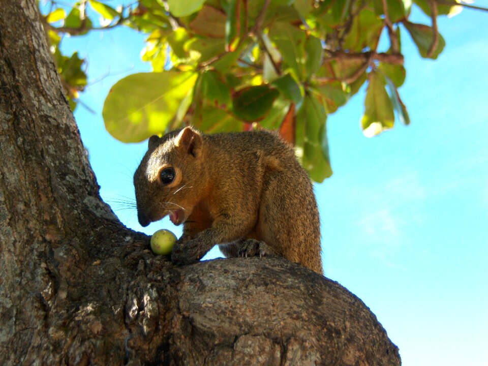 Bali fauna wild animal