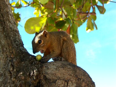 Bali fauna wild animal