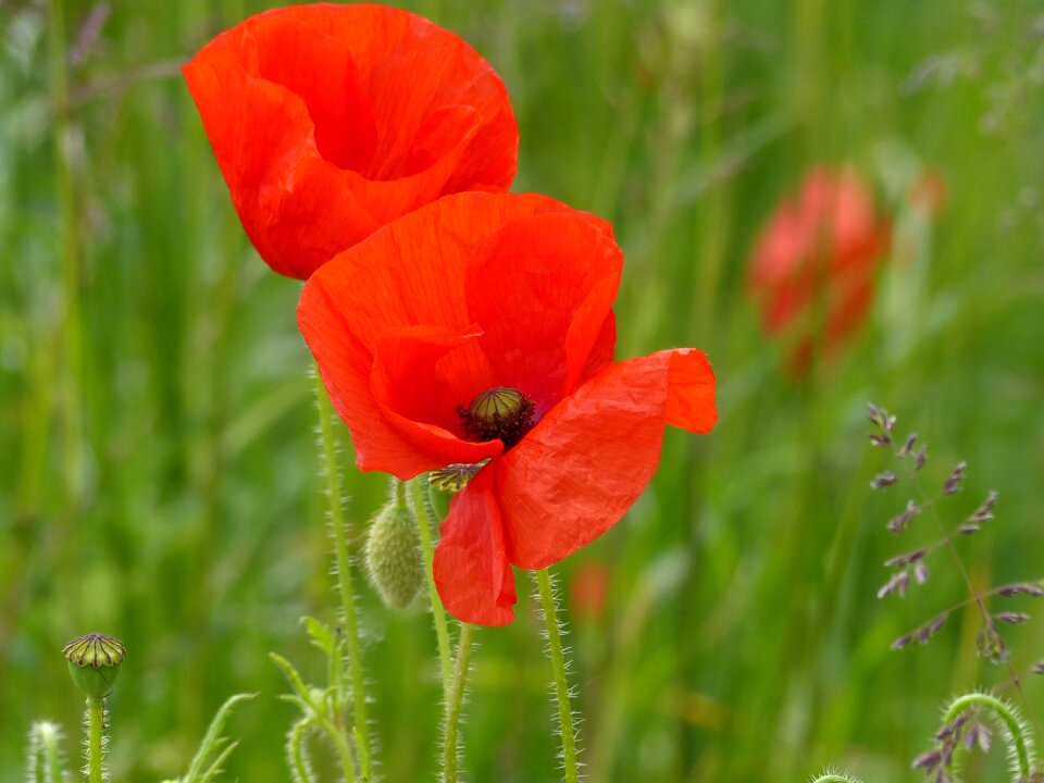 Flowers meadow blossom