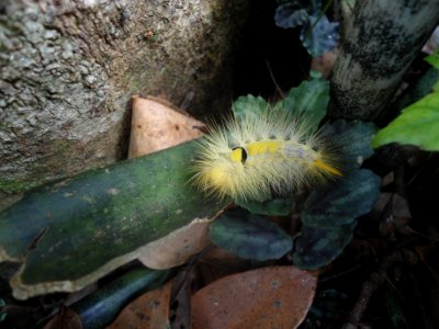 Unidentified caterpillar in Hainan - 03