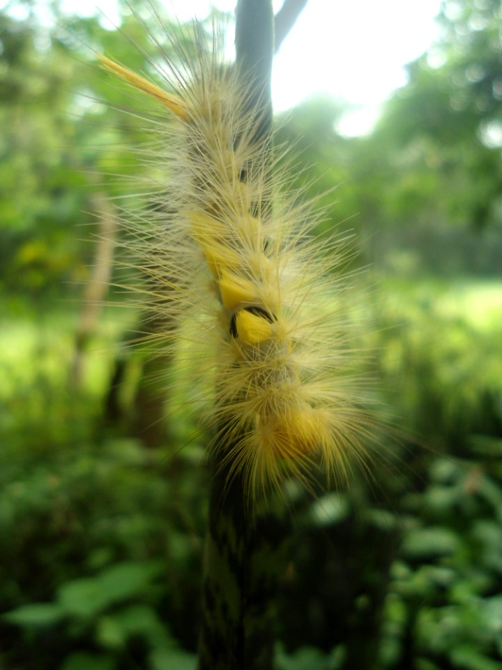 Unidentified caterpillar in Hainan - 02