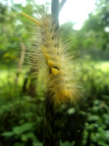 Unidentified caterpillar in Hainan - 02