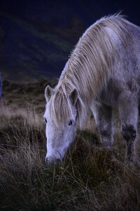 Icelandic rural portrait