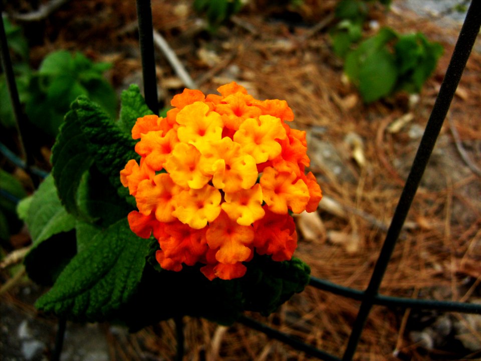 Unidentified-plant-5