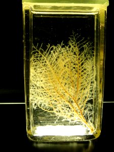 Unidentified specimen - Finnish Museum of Natural History - DSC04704