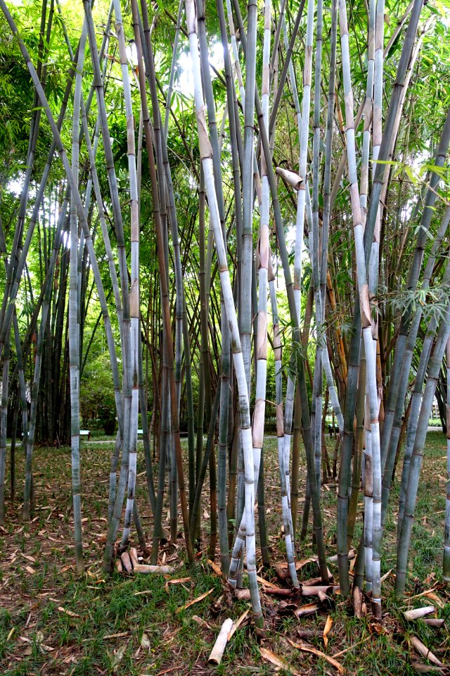Unidentified bamboo - Wangjianglou Park - Chengdu, China - DSC06141