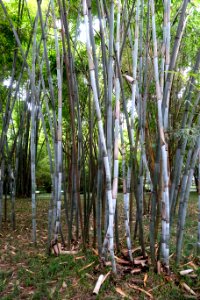 Unidentified bamboo - Wangjianglou Park - Chengdu, China - DSC06141