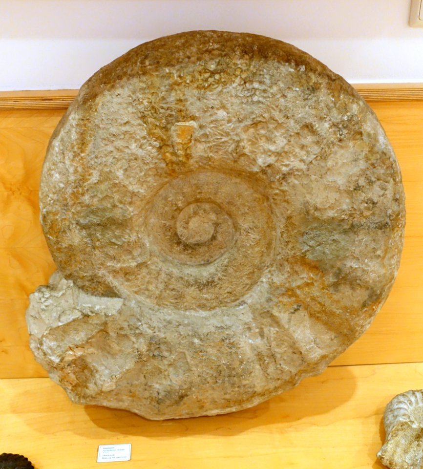 Unidentified ammonite - Naturhistorisches Museum, Braunschweig, Germany - DSC05244