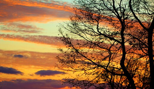 Sky fall tree branches silhouette photo