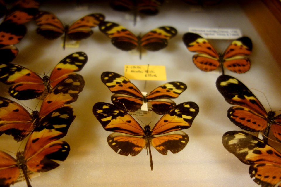 Unidentified - Bohart Museum of Entomology - University of California, Davis - DSC03361