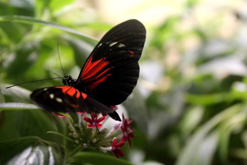Unidentified butterfly at the Academy of Natural Sciences of Drexel University, March 2018