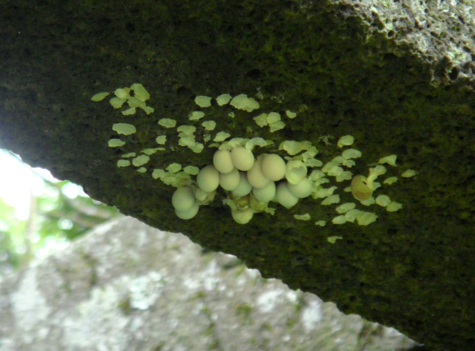 Unidentified eggs in Hainan - 01