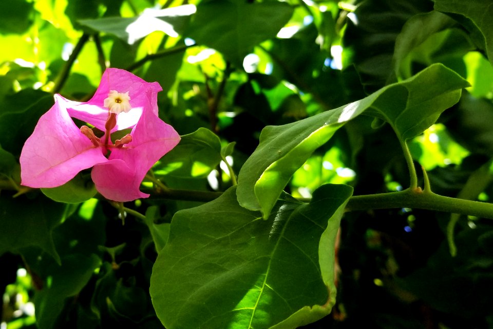 Unidentified Bougainvillea, Portugal 02