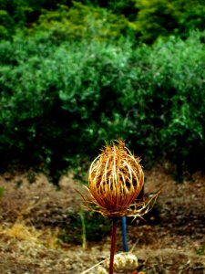 Unidentified-plant-8