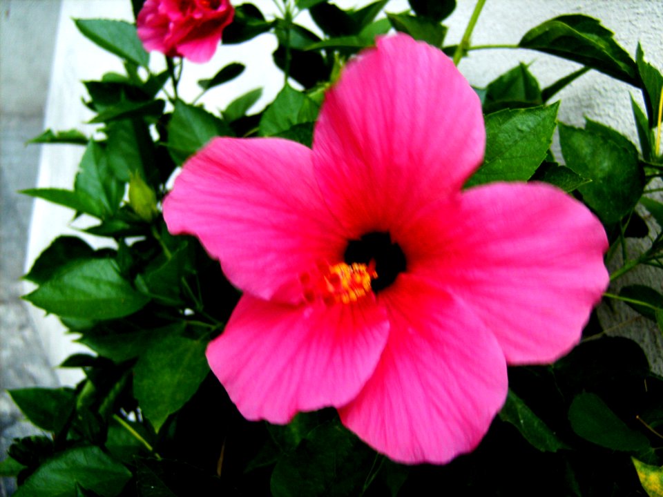 Unidentified-plant-6-6