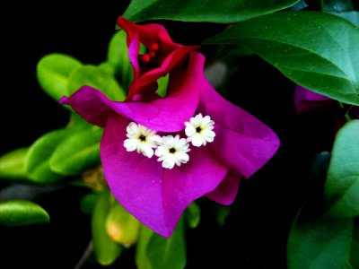 Unidentified-plant-10