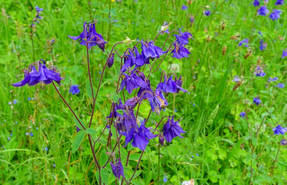 Unidentified - Glendurgan Garden - Cornwall, England - DSC01805