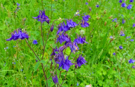 Unidentified - Glendurgan Garden - Cornwall, England - DSC01805
