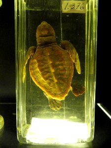 Unidentified specimen - Finnish Museum of Natural History - DSC04675