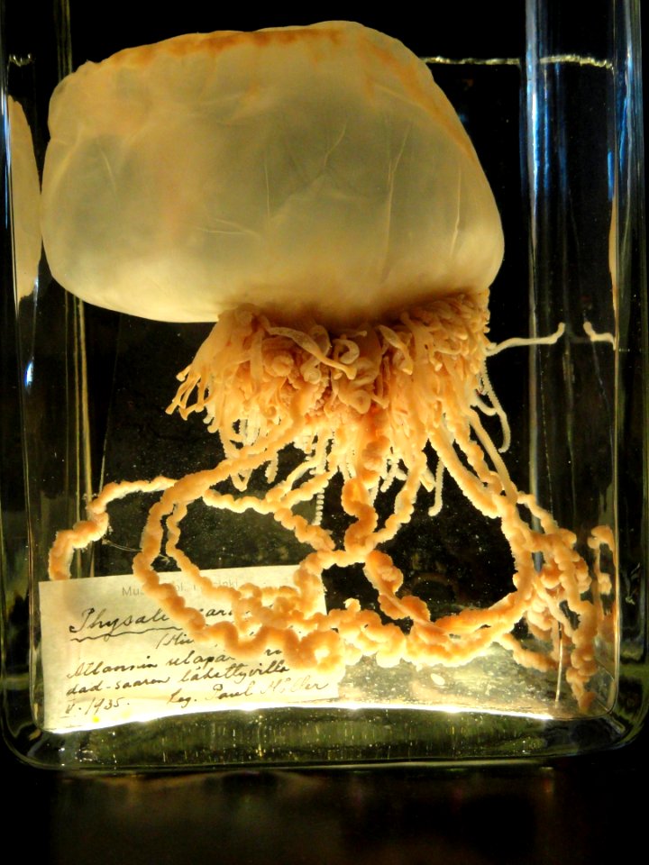 Unidentified specimen - Finnish Museum of Natural History - DSC04708