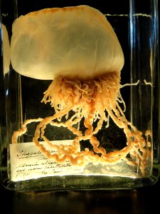 Unidentified specimen - Finnish Museum of Natural History - DSC04708