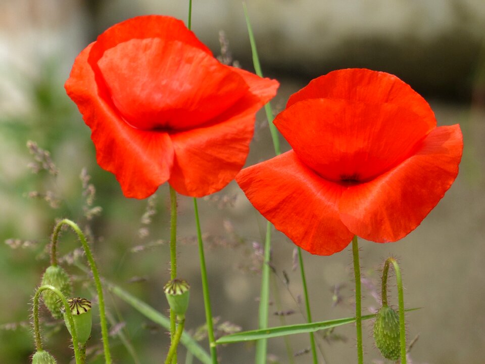Flowers meadow blossom