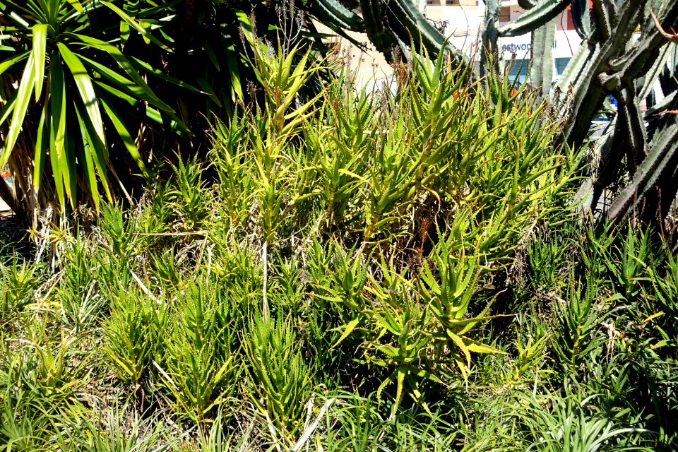 Unidentified - Mildred E. Mathias Botanical Garden - University of California, Los Angeles - DSC02863