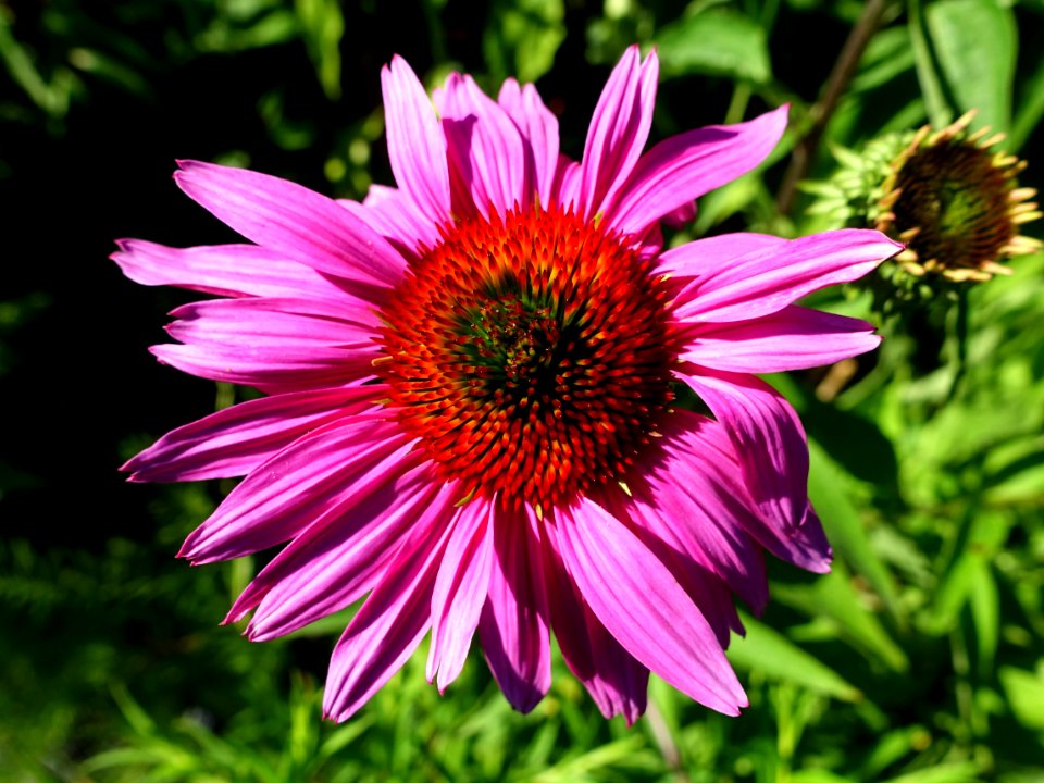 Unidentified - Coastal Maine Botanical Gardens - DSC03307