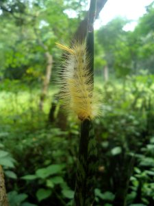 Unidentified caterpillar in Hainan - 01