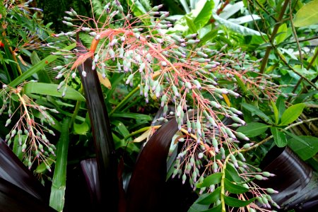Unidentified - Conservatory of Flowers - San Francisco, CA - DSC03114