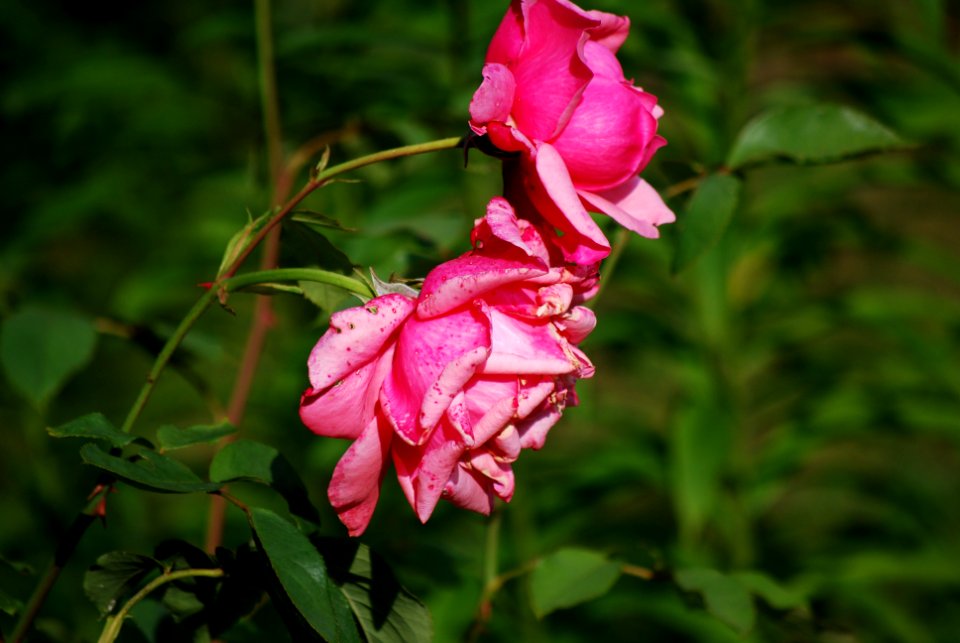 Unidentified-plant-6-4