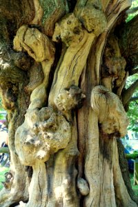 Unidentified - Sheffield Park and Garden - East Sussex, England - DSC05758
