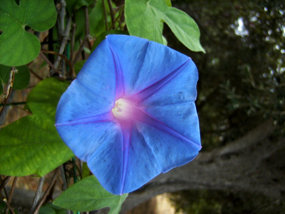 Unidentified-plant-1-2