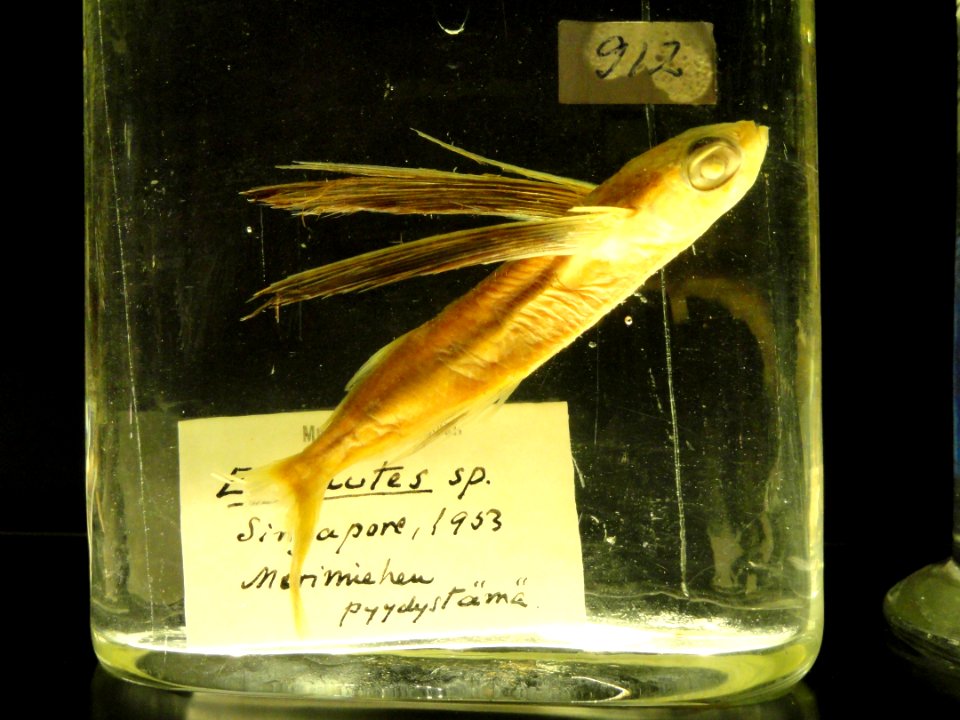 Unidentified specimen - Finnish Museum of Natural History - DSC04674