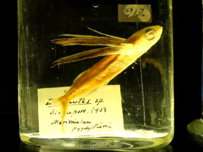 Unidentified specimen - Finnish Museum of Natural History - DSC04674