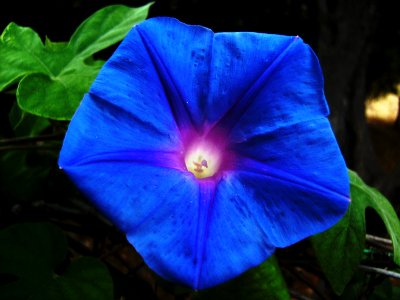 Unidentified-plant-1-1