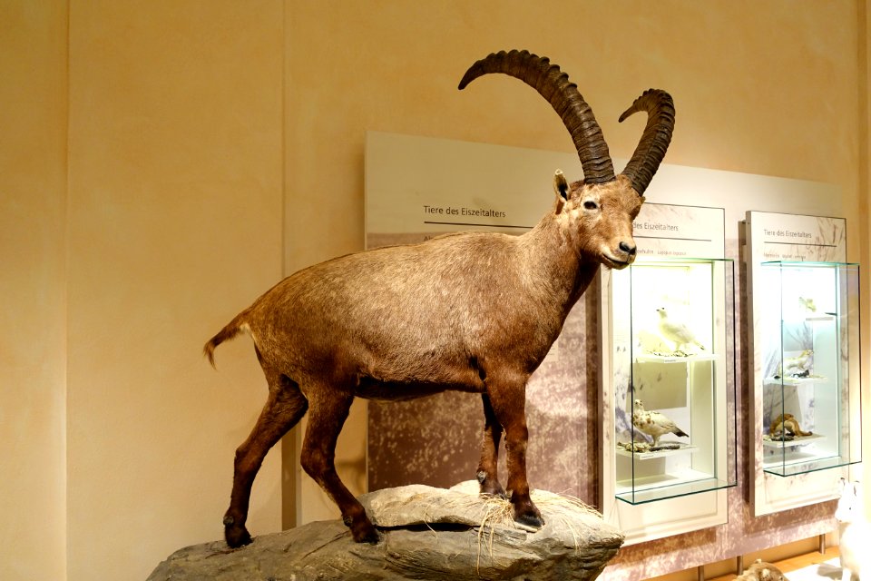 Unidentified - Naturhistorisches Museum, Braunschweig, Germany - DSC05214