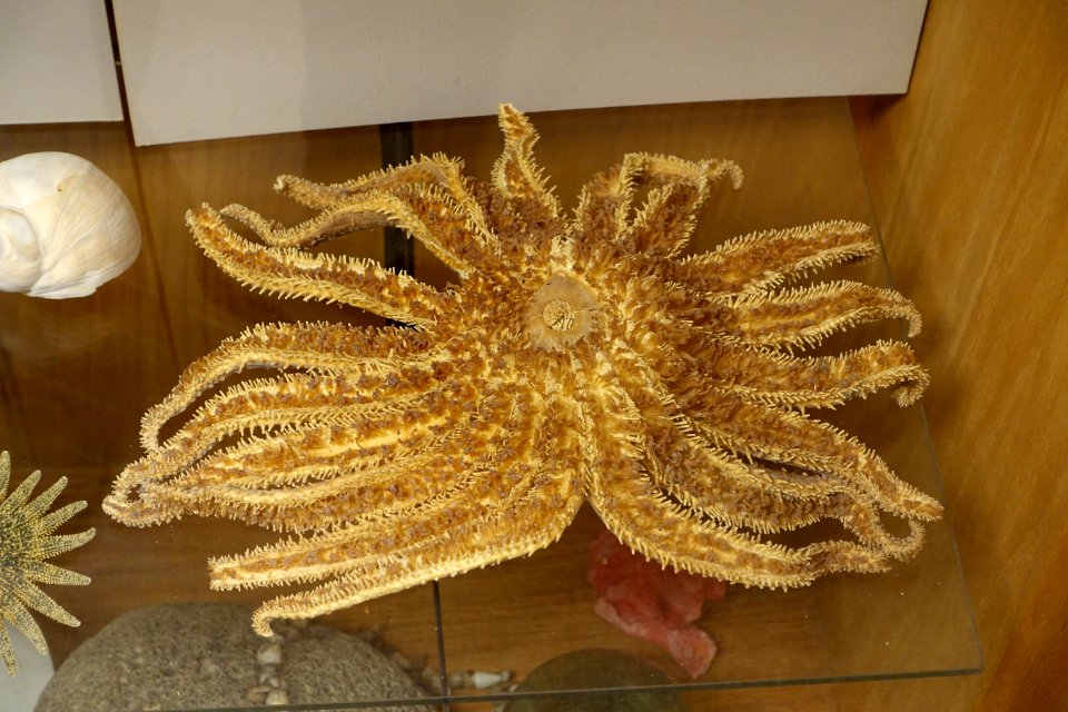 Unidentified - Mount Angel Abbey Museum - Mount Angel Abbey - Mount Angel, Oregon - DSC09966