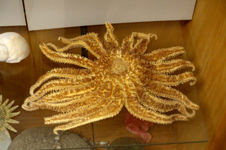 Unidentified - Mount Angel Abbey Museum - Mount Angel Abbey - Mount Angel, Oregon - DSC09966