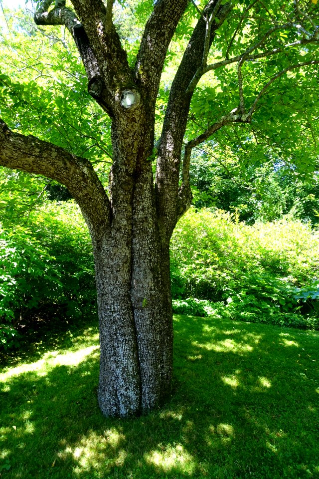 Unidentified - Asticou Azalea Garden - Northeast Harbor, Maine - DSC03529
