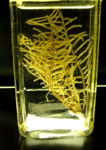 Unidentified specimen - Finnish Museum of Natural History - DSC04705