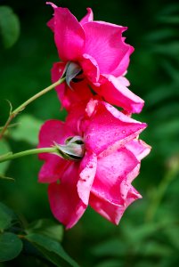 Unidentified-plant-6-2