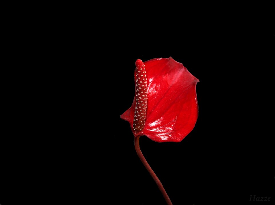 Nature red plant