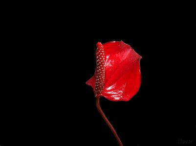 Nature red plant