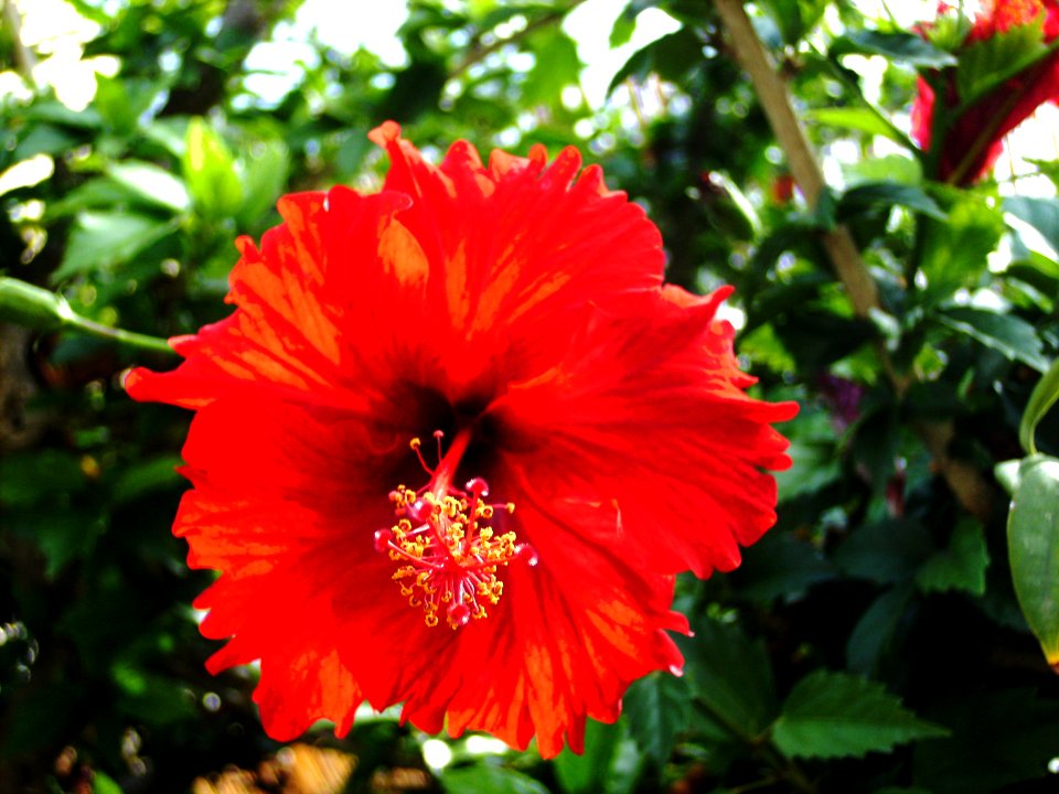 Unidentified-plant-11