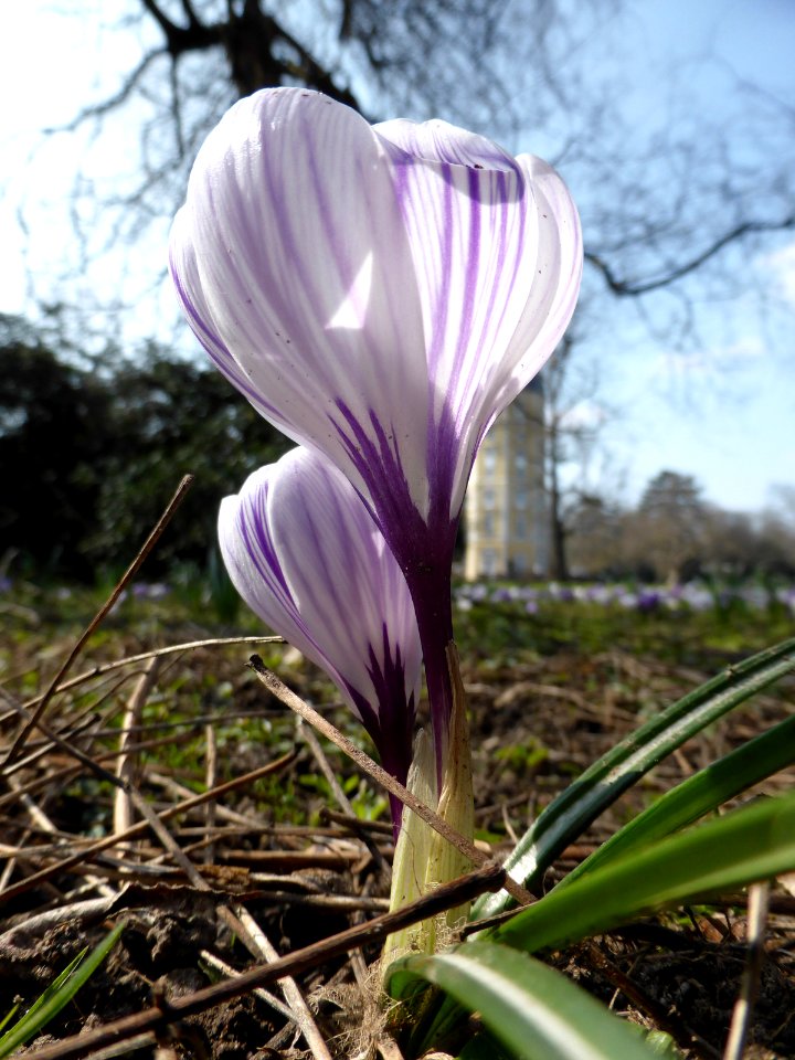 Unidentified-flower-3