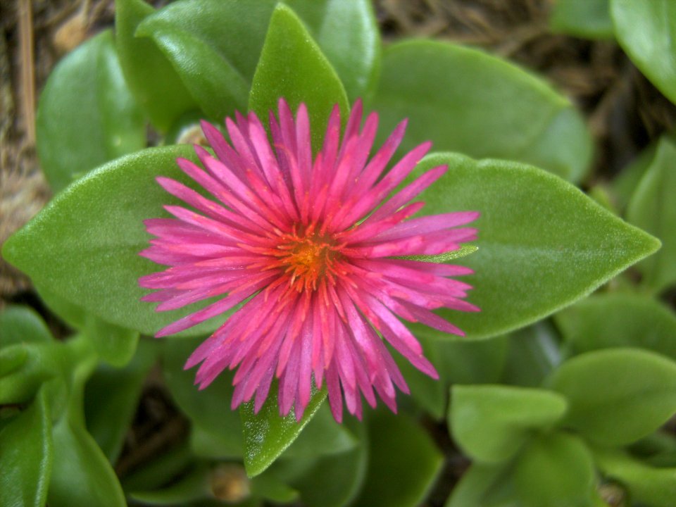 Unidentified-plant-2