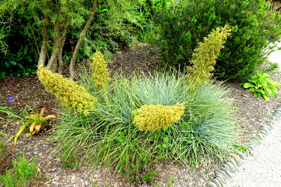 Unidentified - Glendurgan Garden - Cornwall, England - DSC02012