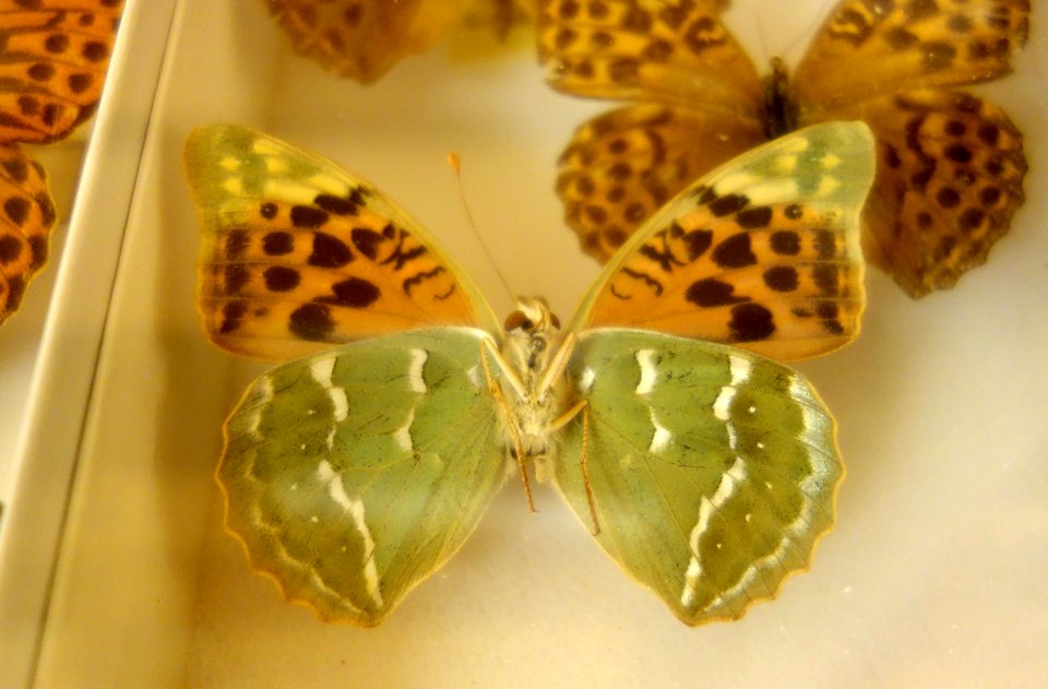 Unidentified - Bohart Museum of Entomology - University of California, Davis - DSC03354