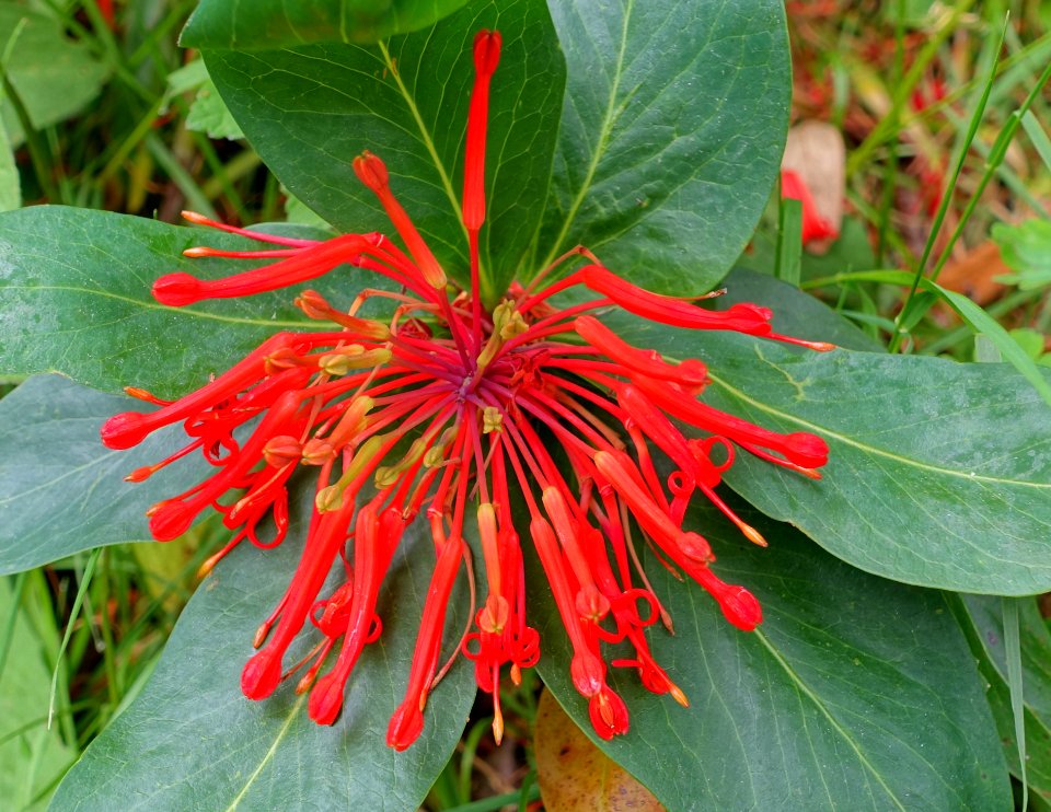 Unidentified - Glendurgan Garden - Cornwall, England - DSC01898